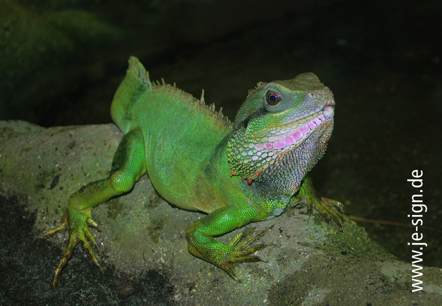 Grüne Wasseragame (Physignathus cocincinus)