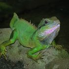 Grüne Wasseragame (Physignathus cocincinus)