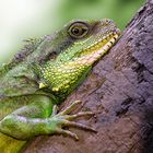 Grüne Wasseragame [Physignathus cocincinus]