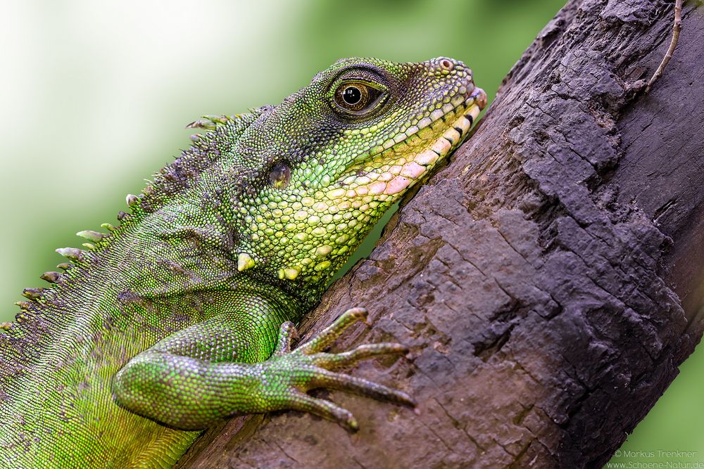 Grüne Wasseragame [Physignathus cocincinus]