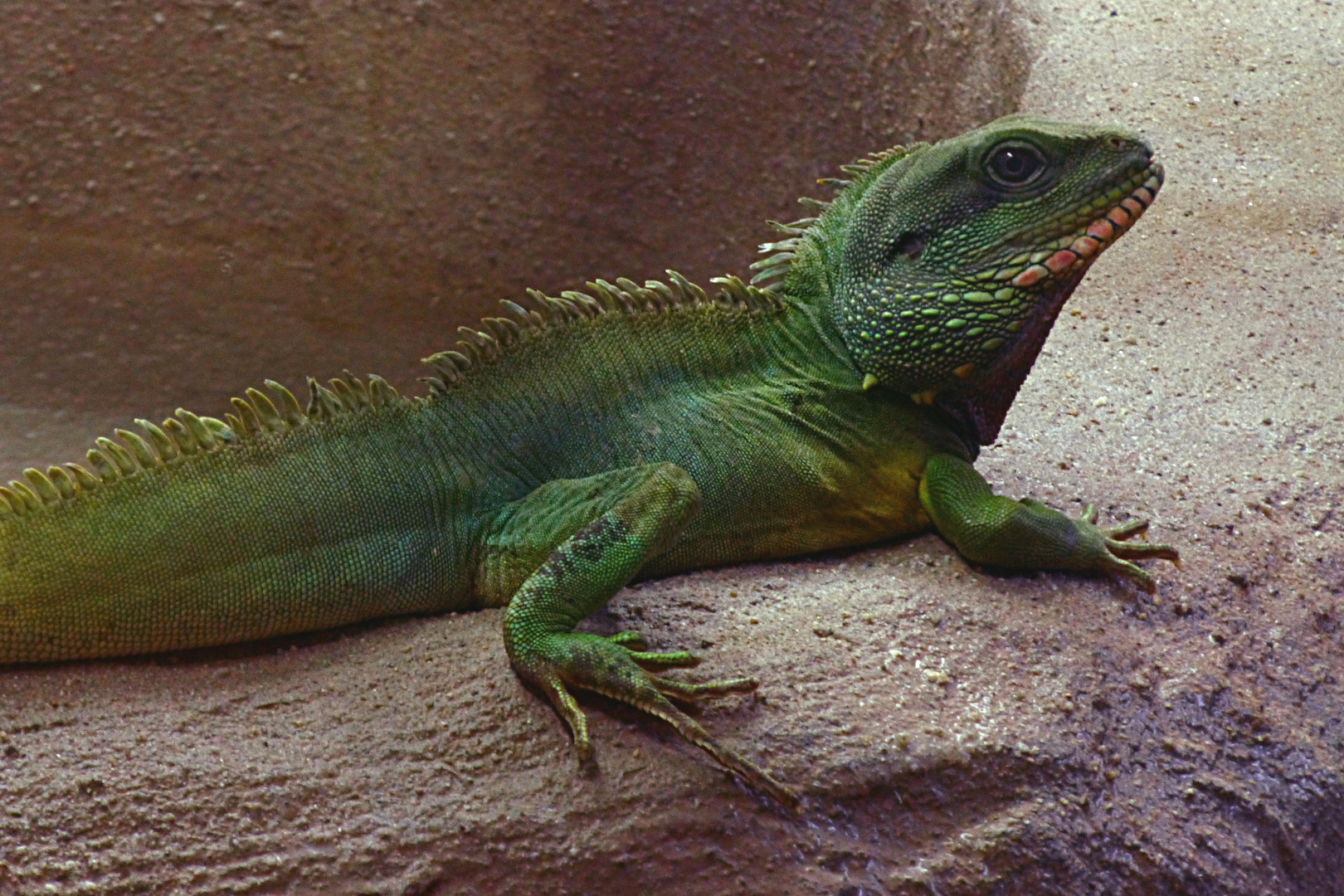 Grüne Wasseragame (Zoo Neuwied)