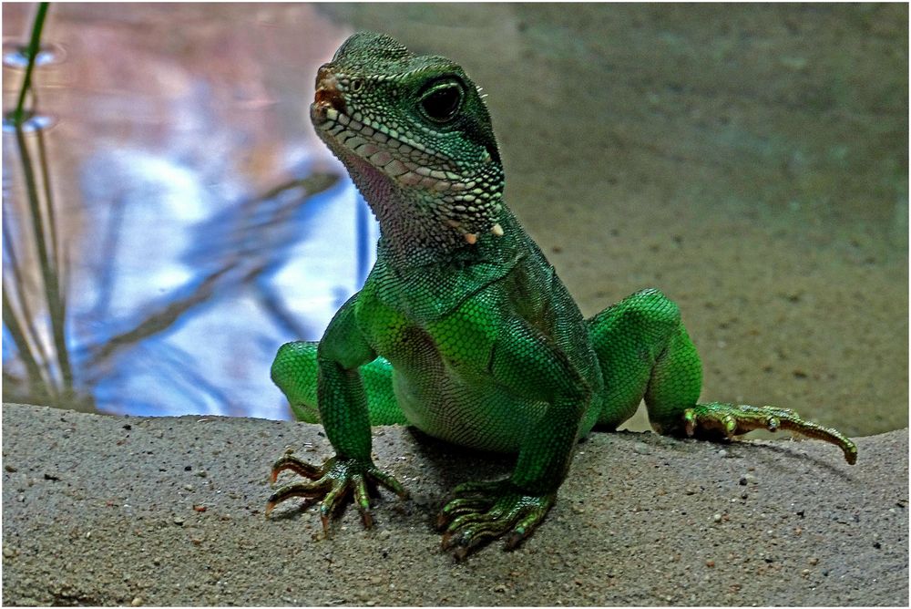 Grüne Wasseragame (Zoo Neuwied)