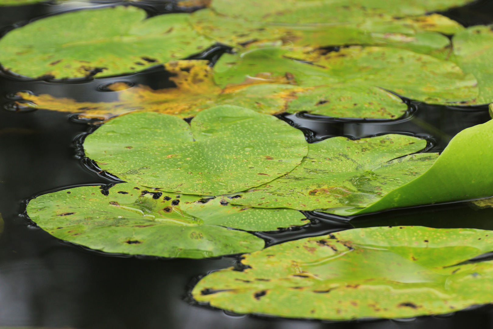 grüne Wasserfläche