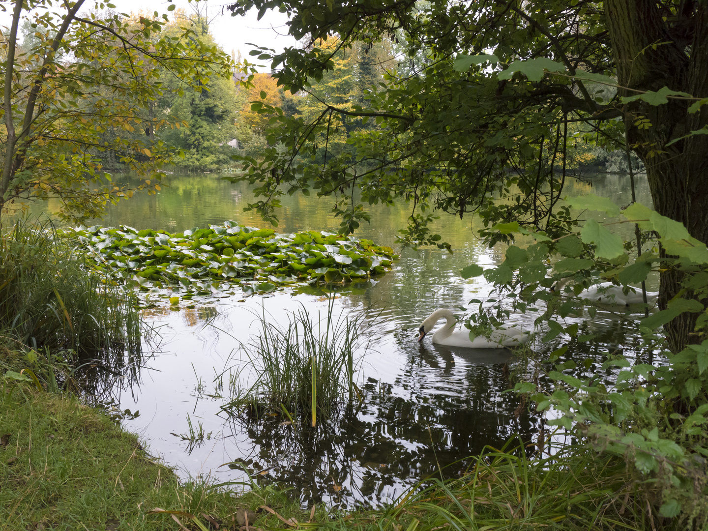 Grüne Wasserwelt