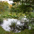 Grüne Wasserwelt