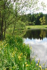 Grüne Wasserwelt