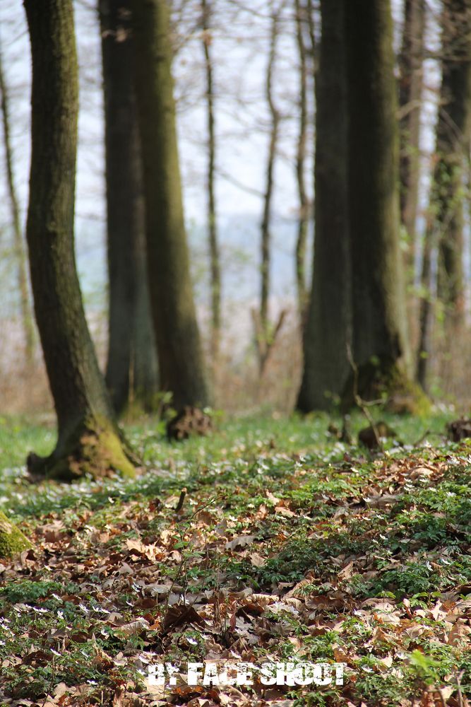 Grüne Wege