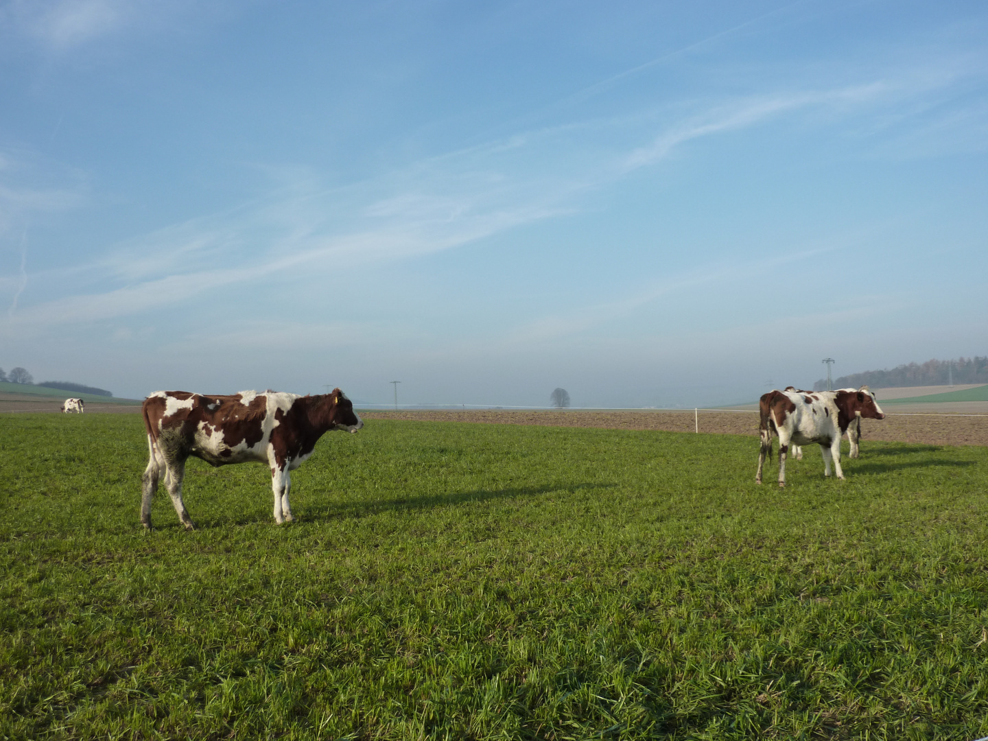 Grüne Weide, blauer Himmel, November?