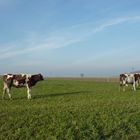 Grüne Weide, blauer Himmel, November?