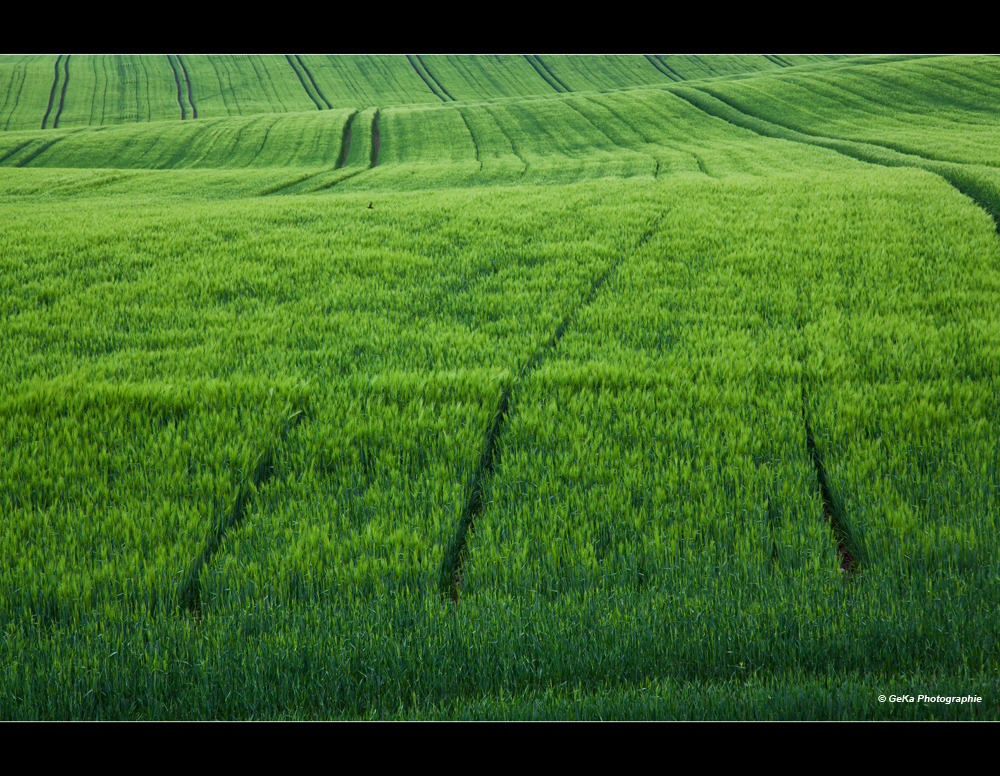 Grüne Welle