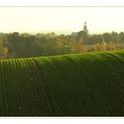 Grüne Welle im Stevertal