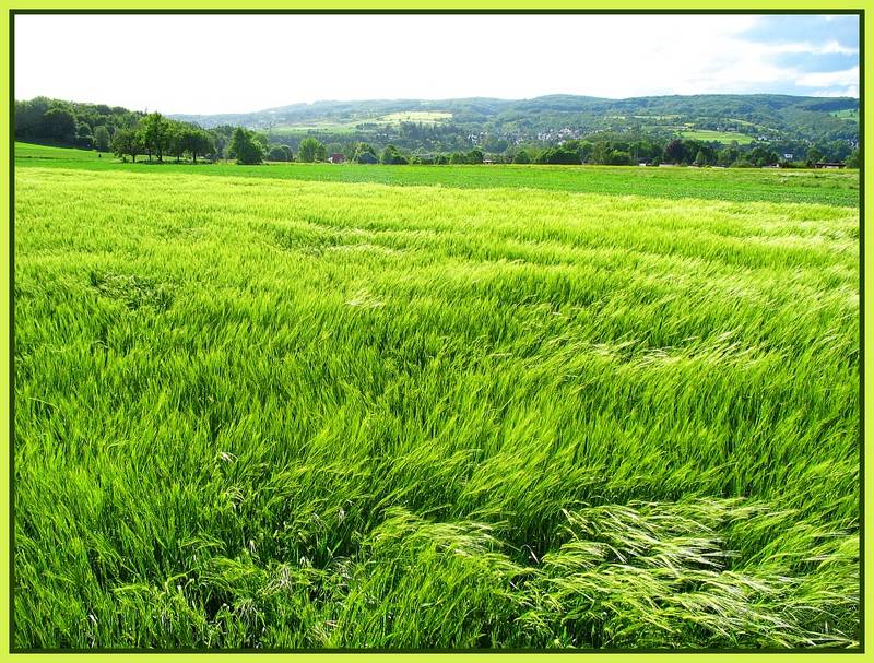 grüne Wellen laufen durch die Felder