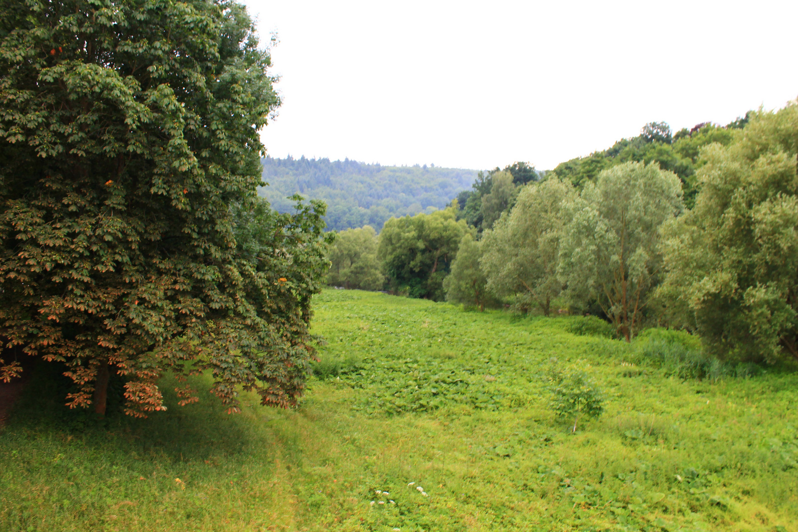 Grüne Welt