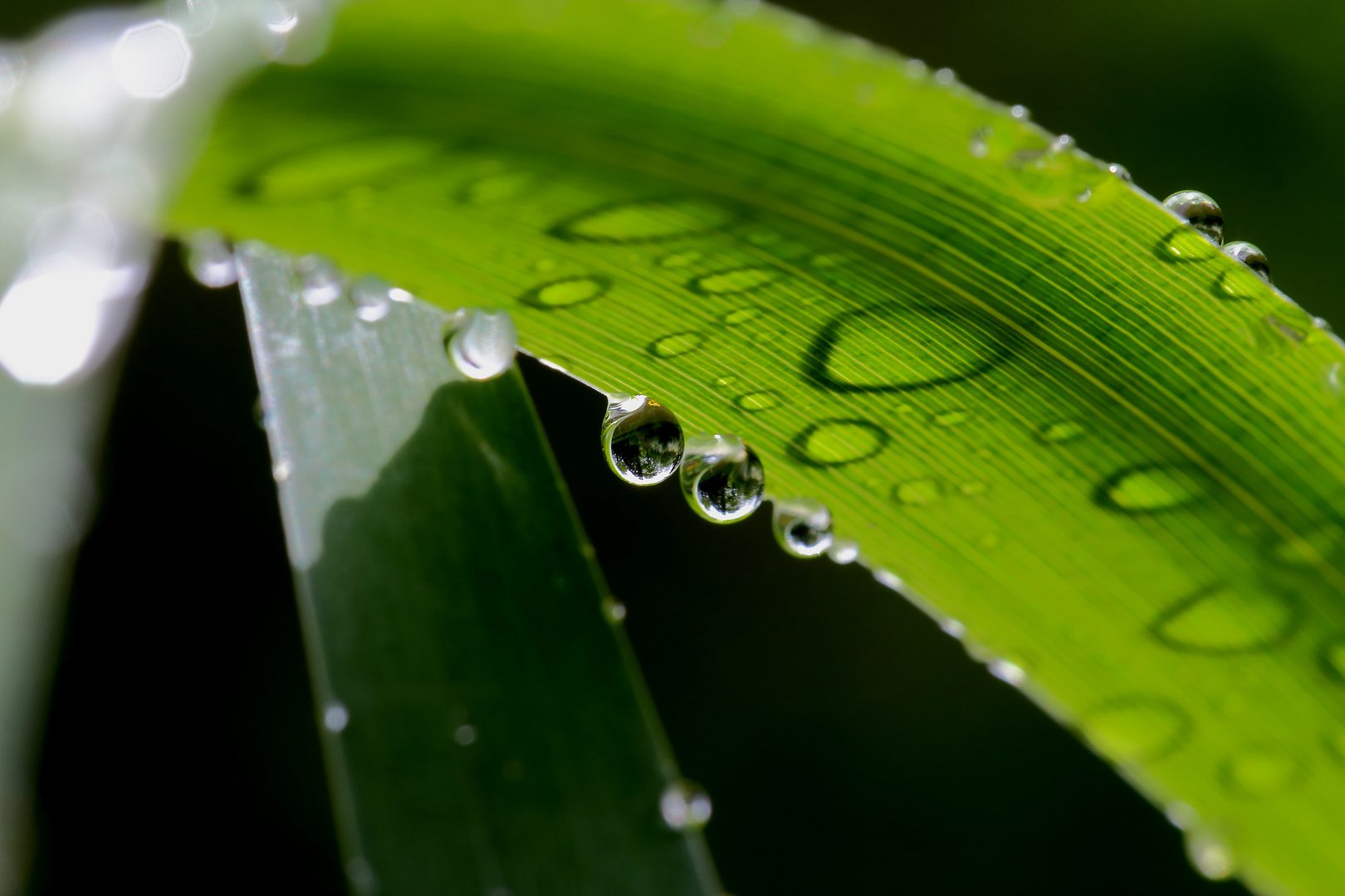 Grüne Welt der Wassertropfen