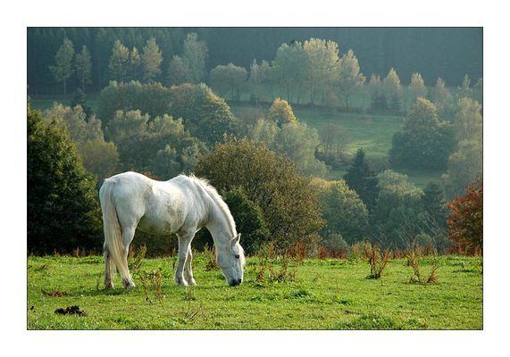 .:: grüne wiese ::.