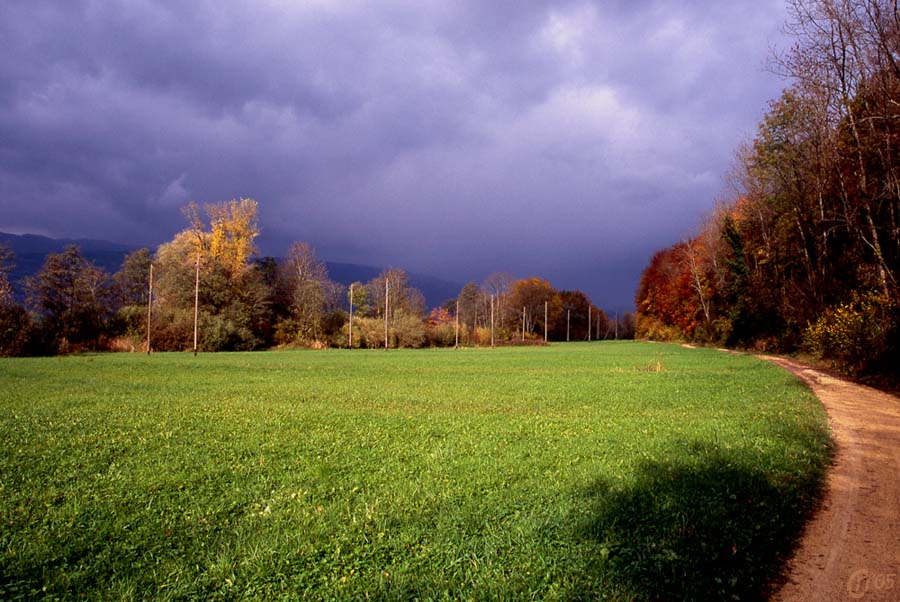 Grüne Wiese