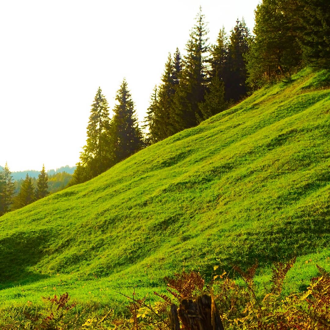 Grüne Wiese auf der Alm