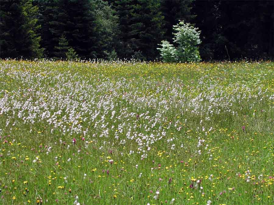 grüne Wiese Foto &amp; Bild | landschaft, Äcker, felder &amp; wiesen, natur ...