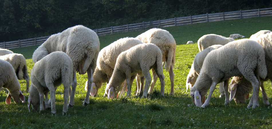 Grüne Wiese, grünes Laub - alles andre außer Staub.