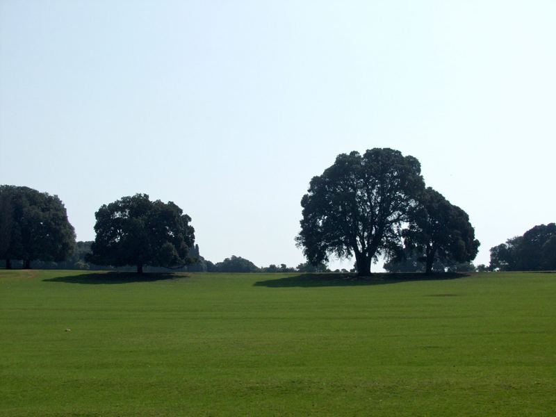 grüne Wiese mit Bäumen