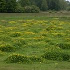 Grüne Wiese mit Blumen