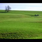 grüne Wiese / Schafmatt mit Traktor