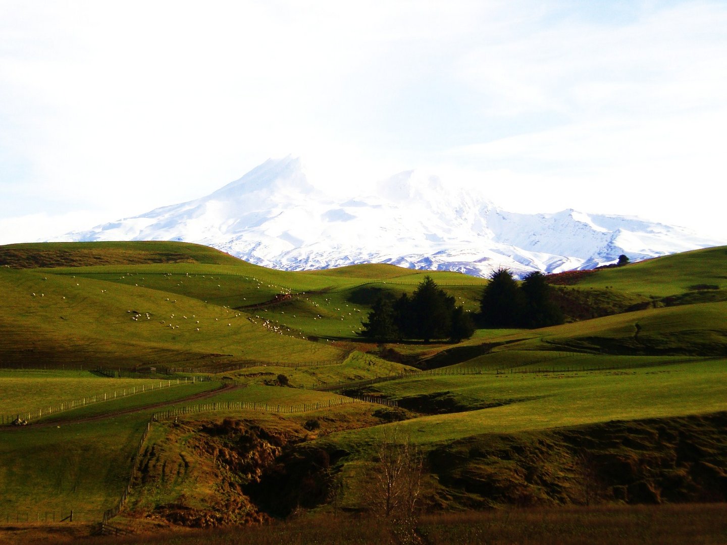 Grüne Wiese vor Schneegebirge :)