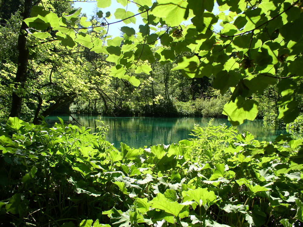 Grüne Wildnis