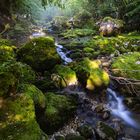 Grüne Wildnis Slowenien