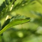 Grüne Wippschlange oder auch Baumschnüffler