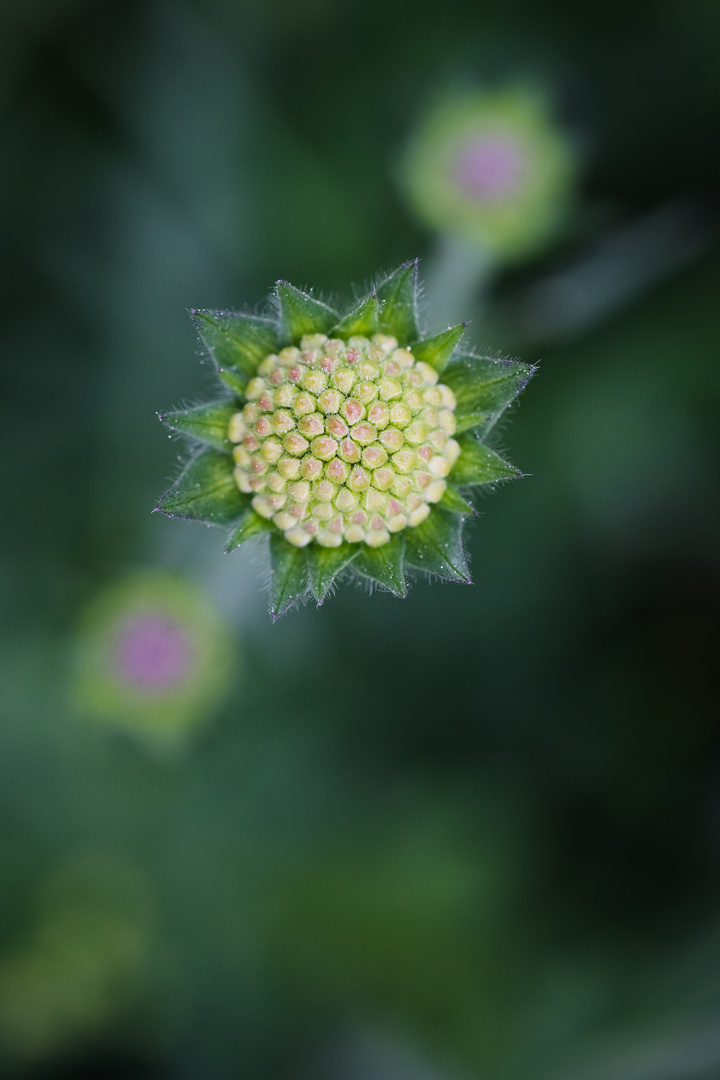 Grüne Witwe Foto &amp; Bild | makro, wiese, frühling Bilder auf fotocommunity