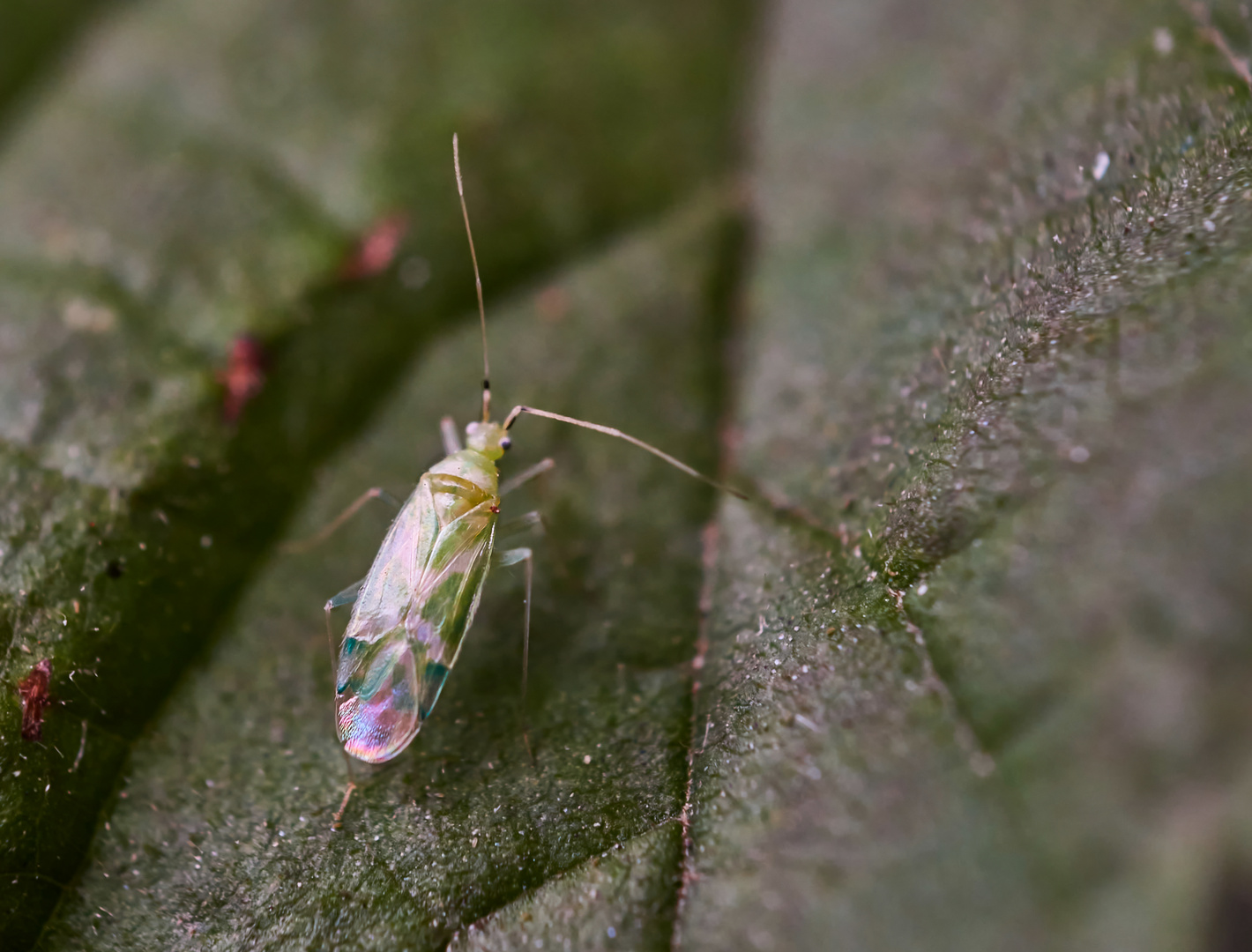  Grüne Zärte (Malacocoris chlorizans)