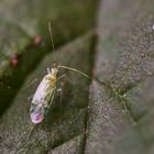  Grüne Zärte (Malacocoris chlorizans)