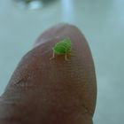 Grüne Zikade auf Zeigefinger 