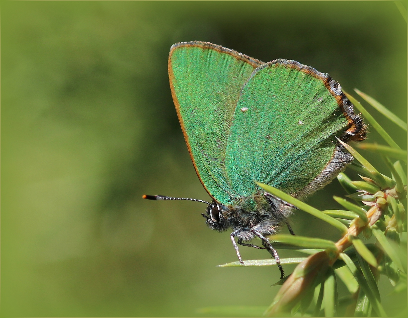 Grüne Zipfelfalter (Callophrys rubi).