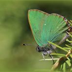 Grüne Zipfelfalter (Callophrys rubi).