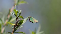 Grüne Zipfelfalter (Callophrys rubi) (Quelle: Wikipedia)