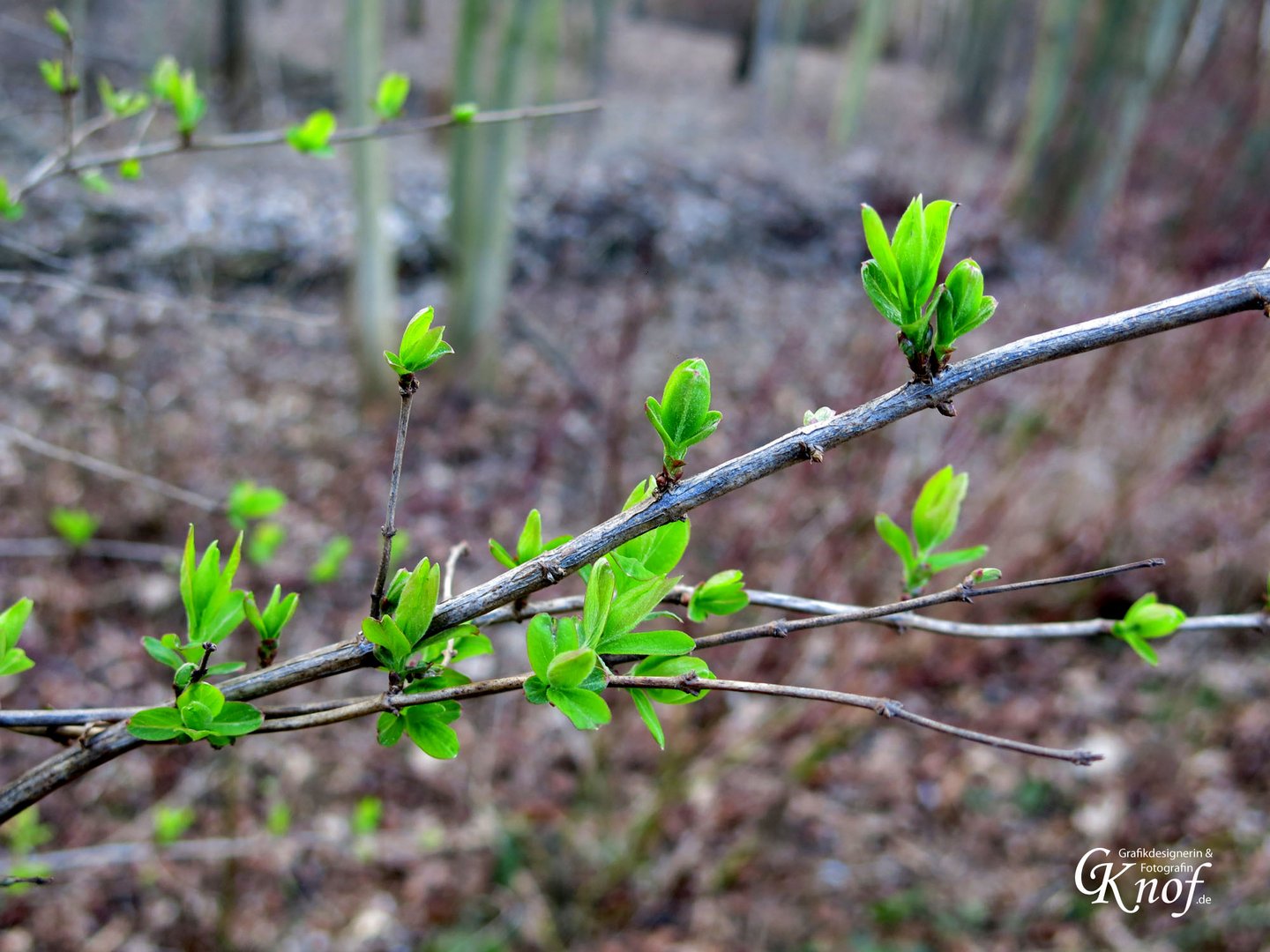 grüne Zweige Foto & Bild jahreszeiten, frühling, landschaft Bilder