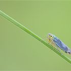 Grüne Zwergzikade ( Cicadella viridis )