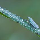 Grüne Zwergzikade - Cicadella viridis
