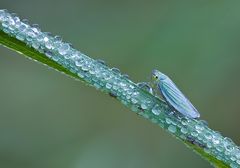 Grüne Zwergzikade - Cicadella viridis