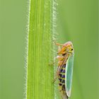 Grüne Zwergzikaden (Cicadella viridis) ...