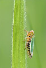 Grüne Zwergzikaden (Cicadella viridis) ...