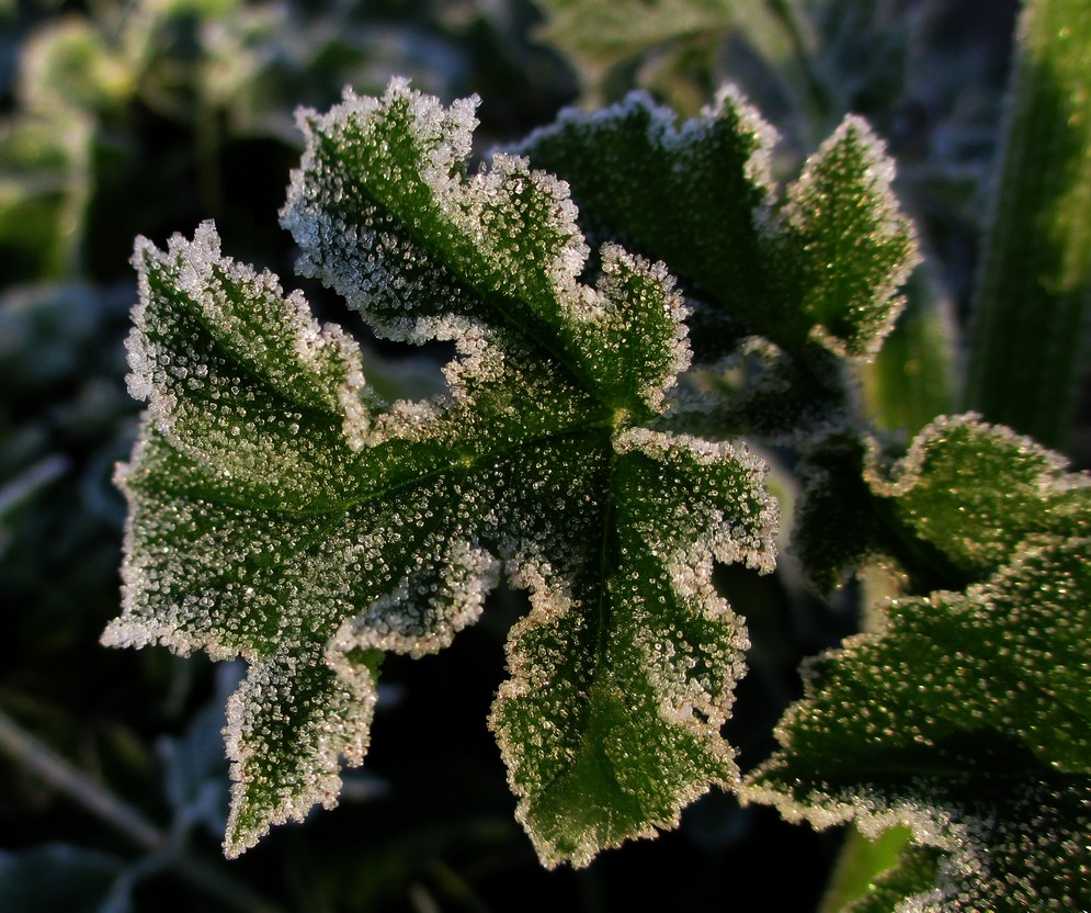 "Grüneis", der erste richtige Frost 4