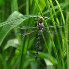 Gruene_Mosaik-Jungfer