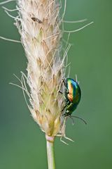 Grüner Ampferblattkäfer