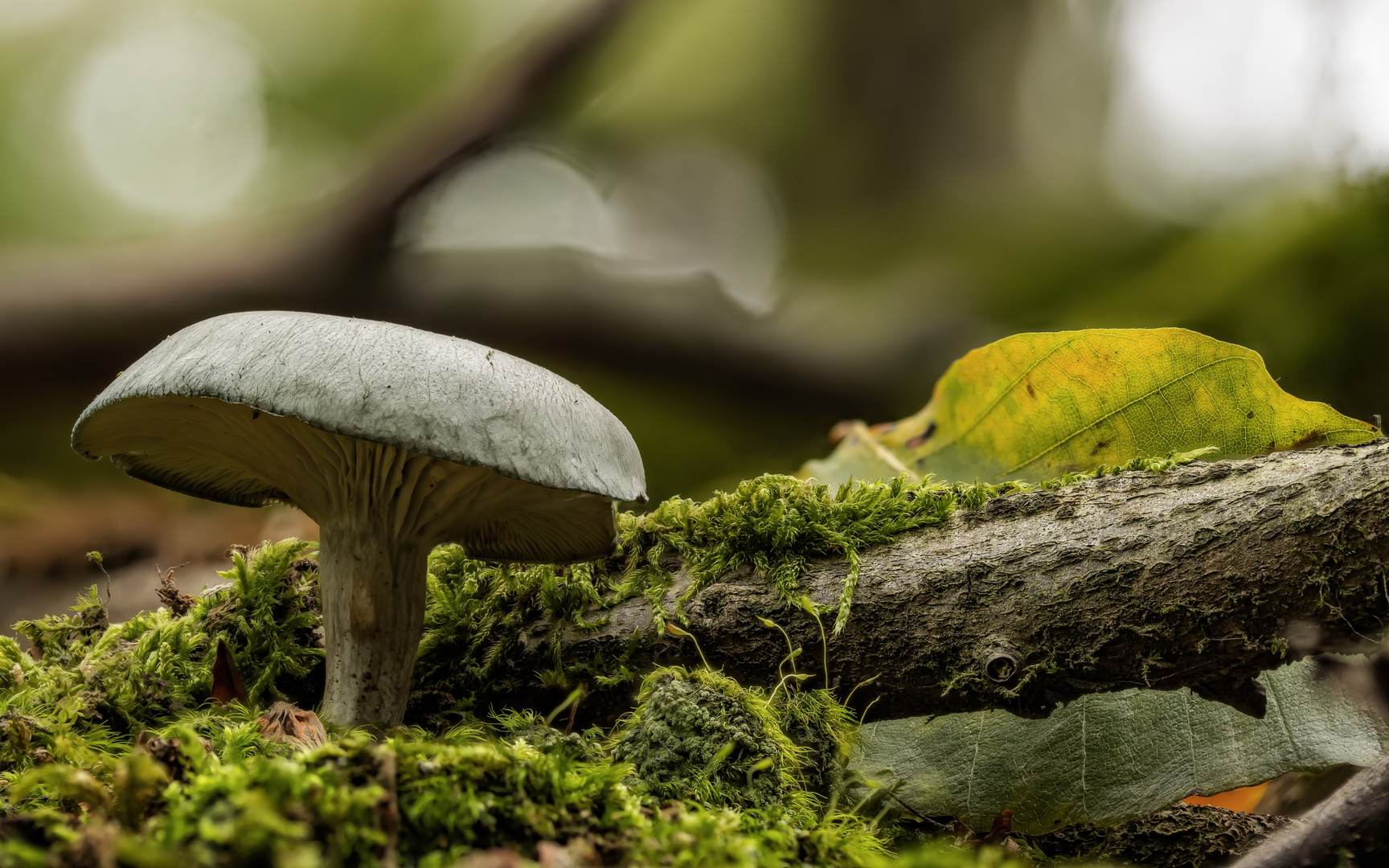 Grüner Anis-Trichterling (Clitocybe odora)