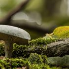 Grüner Anis-Trichterling (Clitocybe odora)