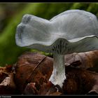 Grüner Anistrichterling (clitocybe odora) - It's a aniseed toadstool as much as I know