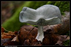 Grüner Anistrichterling (clitocybe odora) - It's a aniseed toadstool as much as I know